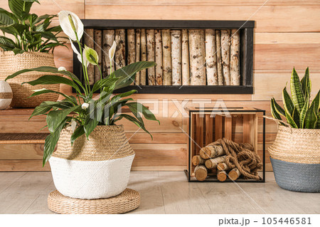 Stylish interior design with beautiful plants in pots Stylish interior design with beautiful plants in pots 105446581