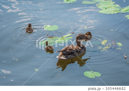A family of ducks, a duck and its little ducklings are swimming in the water. The duck takes care of its newborn ducklings. Mallard, lat. Anas platyrhynchos A family of ducks, a duck and its little ducklings are swimming in the water. The duck takes care of its newborn ducklings. Mallard, lat. Anas platyrhynchos 105446682