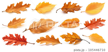 Dry brown autumn leaves. Collection of generative AI illustrations isolated on white background 105446710