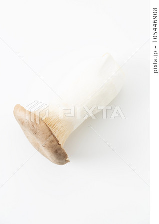 エリンギ　白背景 105446908