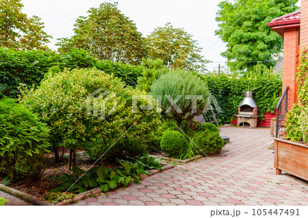 shrubs and dwarf trees in the landscape design of the yard. 105447491