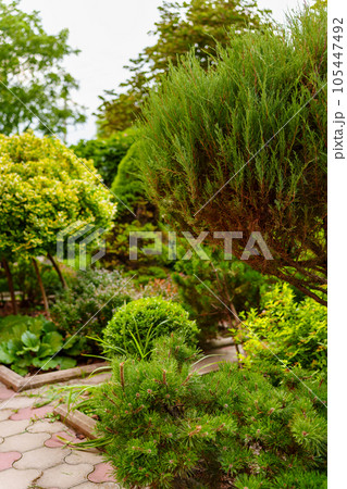 shrubs and dwarf trees in the landscape design of the yard. 105447492