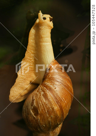 snail walking on the old wooden floor snail walking on the old wooden floor 105447528