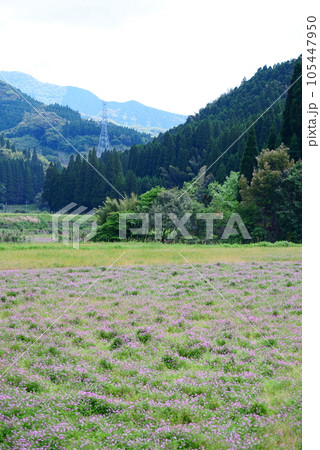 里山に広がるれんげの花 105447950