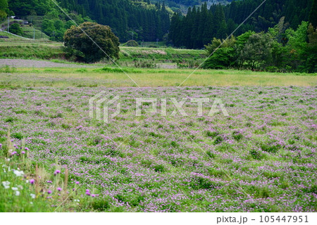 れんげの里ののどかな風景 れんげの里ののどかな風景 105447951
