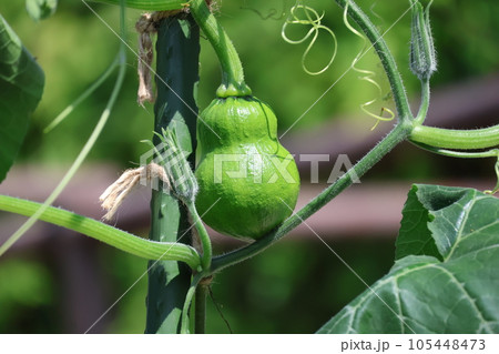 小さな緑の実のひょうたんがなる風景 105448473