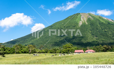 大山 で放牧中の牛たち(大山まきばみるくの里付近) 大山 で放牧中の牛たち(大山まきばみるくの里付近) 105448726