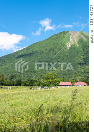 大山 で放牧中の牛たち(大山まきばみるくの里付近) 大山 で放牧中の牛たち(大山まきばみるくの里付近) 105448727