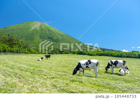大山 で放牧中の牛たち（大山まきばみるくの里付近） 105448733
