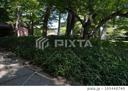 夏の大田黒公園 105448740