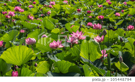 満開のピンクのハス 満開のピンクのハス 105448794