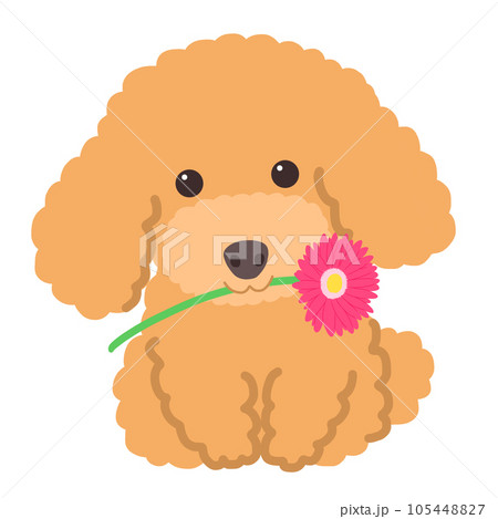 ピンクのガーベラをくわえたトイプードル ピンクのガーベラをくわえたトイプードル 105448827