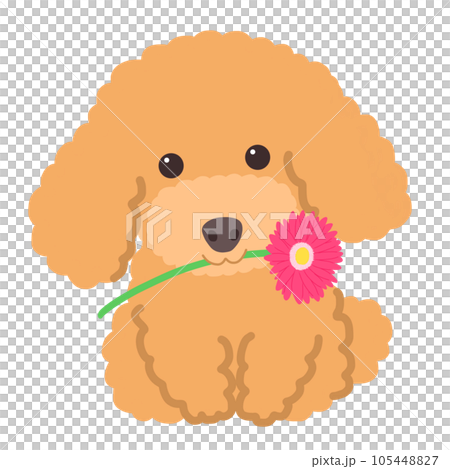 ピンクのガーベラをくわえたトイプードル ピンクのガーベラをくわえたトイプードル 105448827