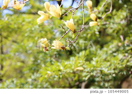 キバナモクレンの花 キバナモクレンの花 105449005