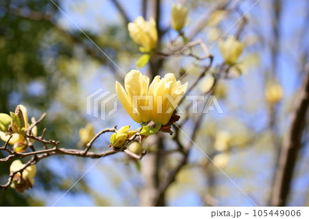 キバナモクレンの花 キバナモクレンの花 105449006