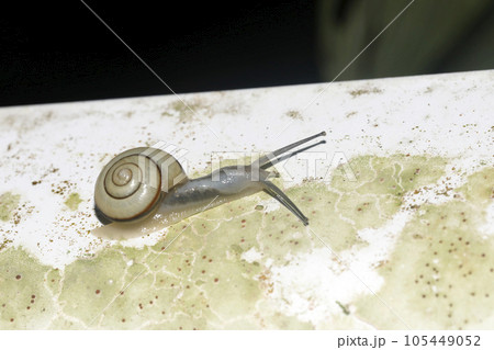 ハコネマイマイ 105449052