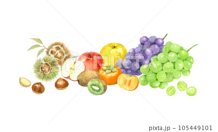 秋の果物の集まり 水彩イラスト ベクター 秋の果物の集まり 水彩イラスト ベクター 105449101