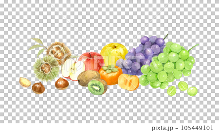 秋季水果水彩插圖矢量的集合 秋季水果水彩插圖矢量的集合 105449101