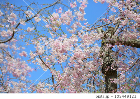 シダレザクラの花 シダレザクラの花 105449123