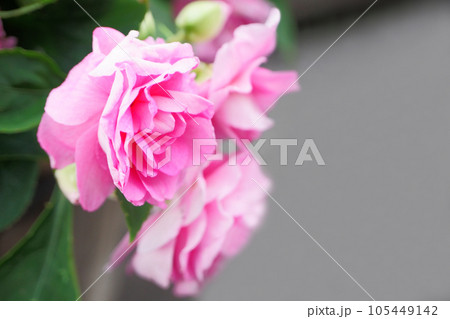 庭に咲く鉢植えのインパチェンス 庭に咲く鉢植えのインパチェンス 105449142