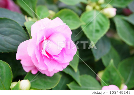 庭に咲く鉢植えのインパチェンス 105449145