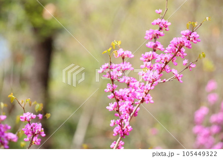 ハナズオウの花 105449322