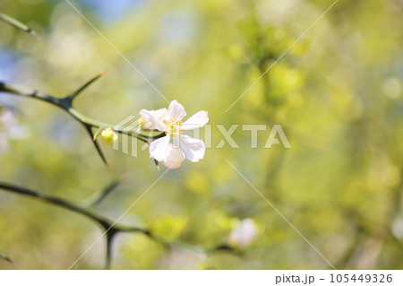 カラタチの花 105449326