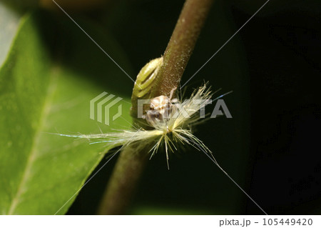 ベッコウハゴロモの幼虫 105449420