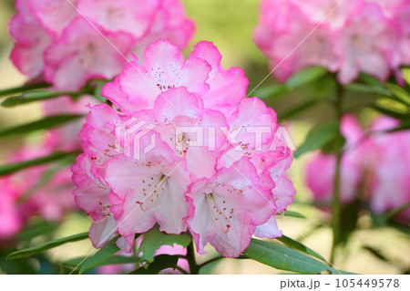 シャクナゲの花 シャクナゲの花 105449578
