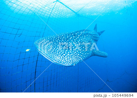ジンベエザメ 105449694