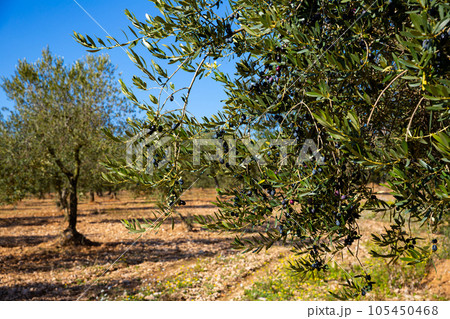 Ripe black olives on tree branches 105450468