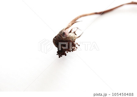 花が終わった後に不思議な造形美を残す薔薇の生命 花が終わった後に不思議な造形美を残す薔薇の生命 105450488