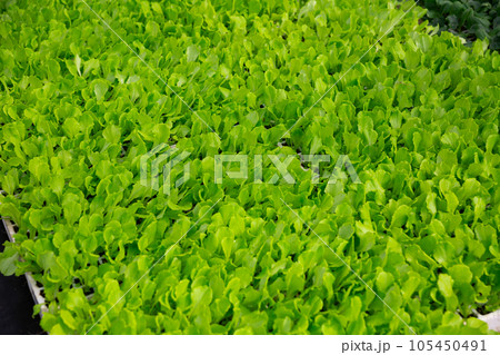 Rows of ripe green spinach plants in greenhouse Rows of ripe green spinach plants in greenhouse 105450491