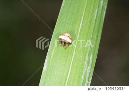 オオトリノフンダマシ オオトリノフンダマシ 105450534