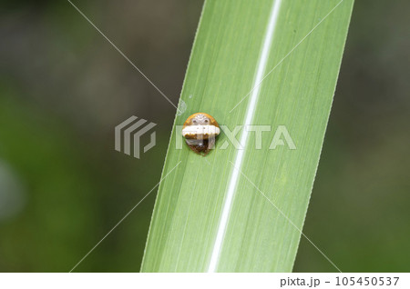 オオトリノフンダマシ オオトリノフンダマシ 105450537