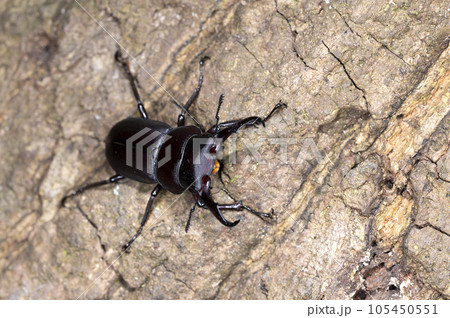 コクワガタ 105450551