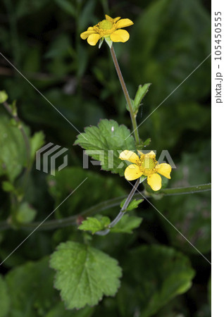 ダイコンソウ 105450555