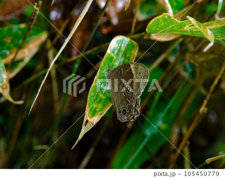 眼状紋を持つ蝶 コジャノメ 眼状紋を持つ蝶 コジャノメ 105450779