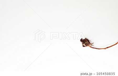 花が終わった後に不思議な造形美を残す薔薇の生命 花が終わった後に不思議な造形美を残す薔薇の生命 105450835