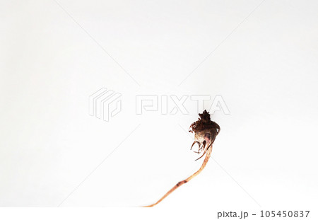 花が終わった後に不思議な造形美を残す薔薇の生命 花が終わった後に不思議な造形美を残す薔薇の生命 105450837