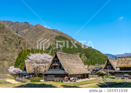 富山県五箇山 桜咲く春の菅沼合掌造り集落 富山県五箇山 桜咲く春の菅沼合掌造り集落 105451036