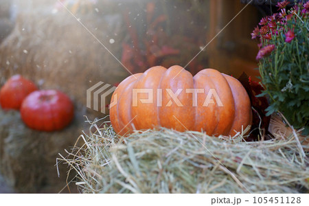 Blurred thanksgiving orange pumpkins, hay and flowers. Autumn background banner. 105451128