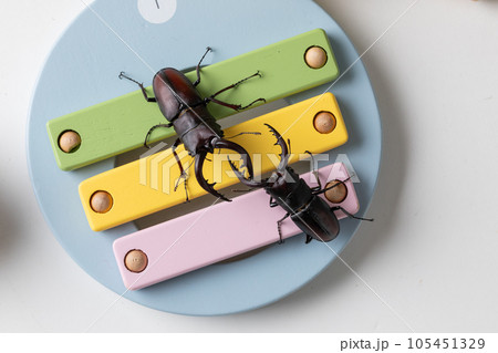 クワガタ　stag beetle	 105451329
