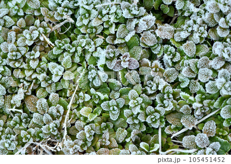 冬の早朝の霜 105451452