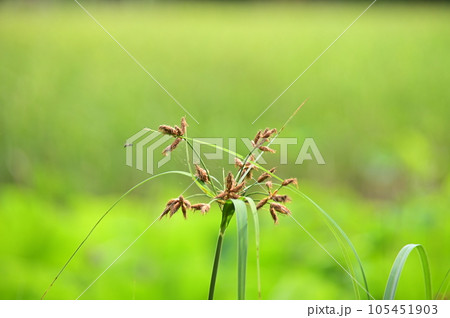 アブラガヤの花穂 アブラガヤの花穂 105451903