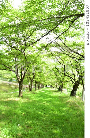 爽やかな新緑の池の堤 爽やかな新緑の池の堤 105451907