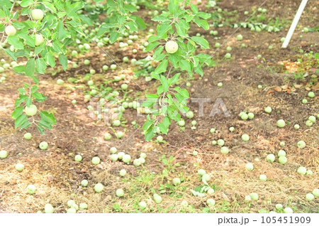 摘果したリンゴの実の散らばるリンゴ園 摘果したリンゴの実の散らばるリンゴ園 105451909