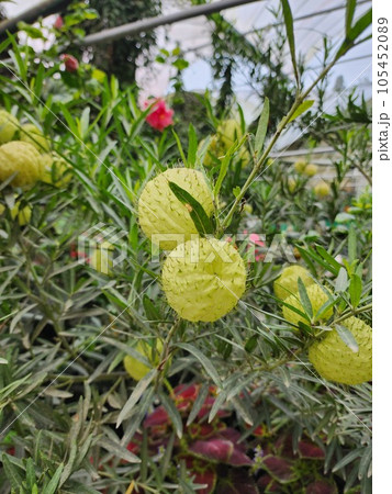 Capturing the Beauty of Fluffy Garden Flowers Capturing the Beauty of Fluffy Garden Flowers 105452089