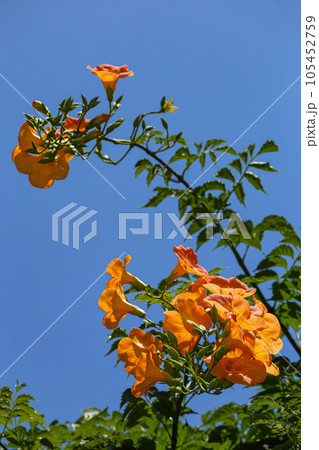 青空に凌霄花02 青空に凌霄花02 105452759