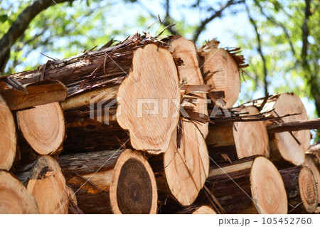 夏の間伐材 105452760
